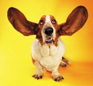 basset-hound-big-ears